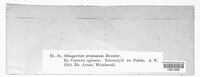 Gloeosporium pruinosum image